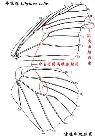 上传的图片