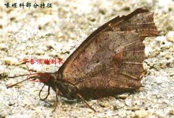 上传的图片