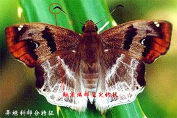 上传的图片