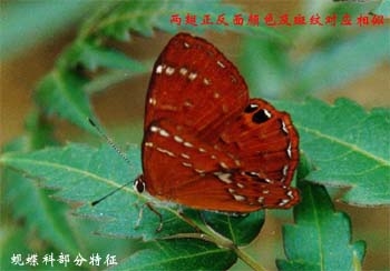 上传的图片