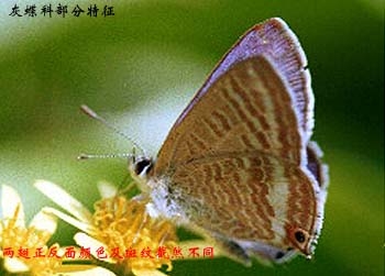 上传的图片