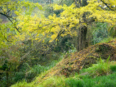 上传的图片