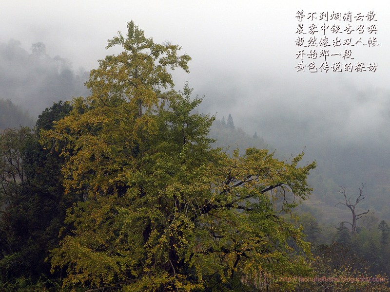 上传的图片