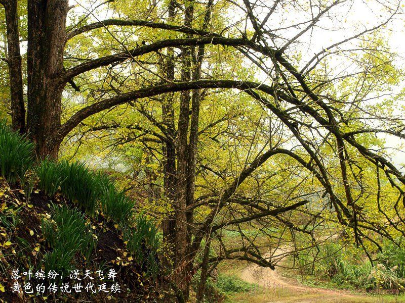 上传的图片