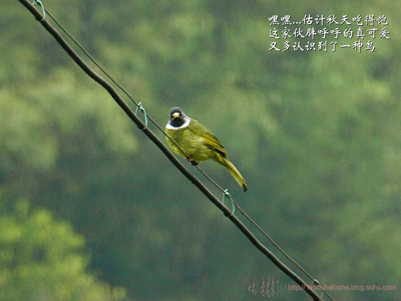 上传的图片