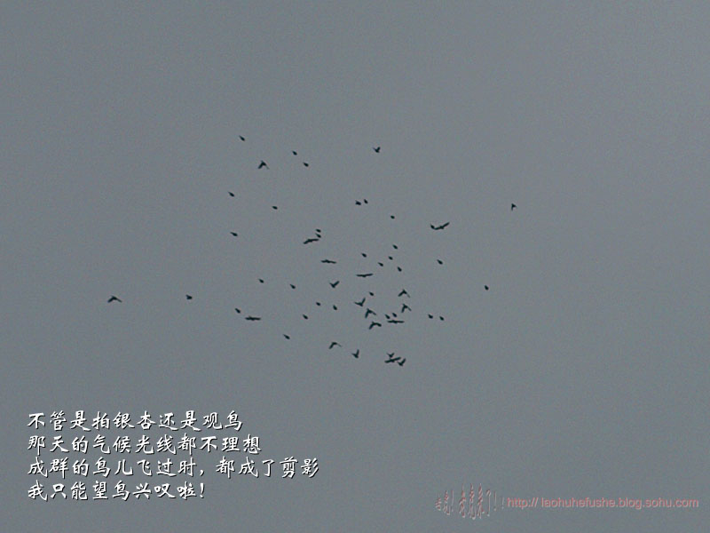 上传的图片