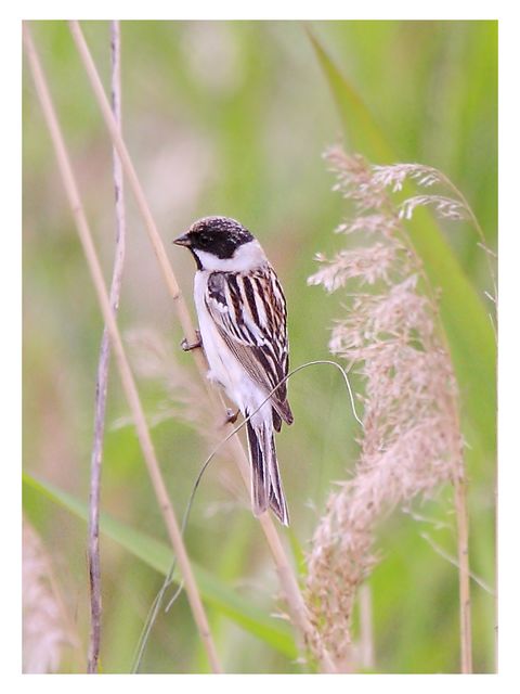 上传的图片