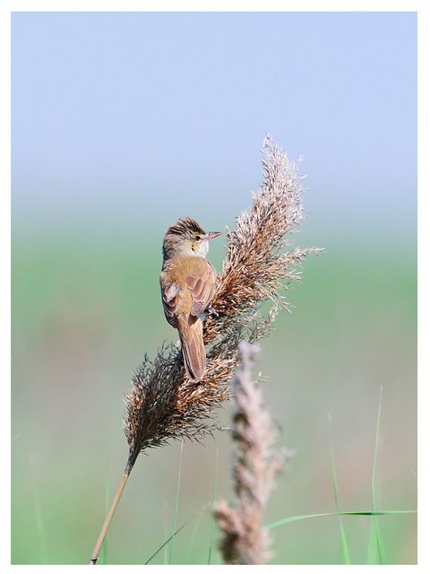 上传的图片