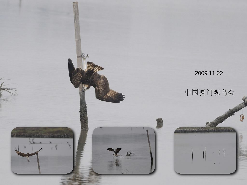 上传的图片