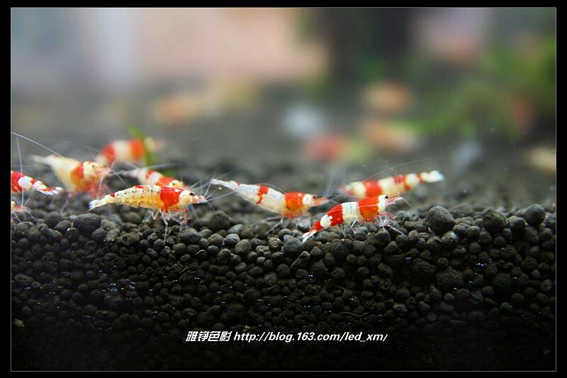 上传的图片