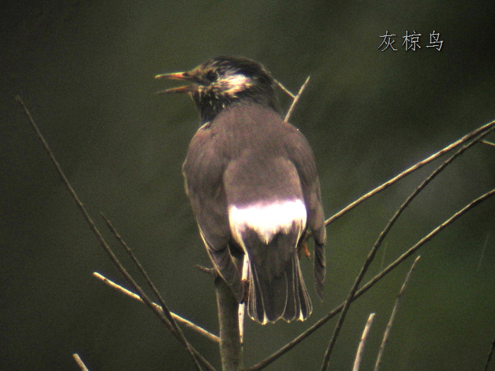 上传的图片