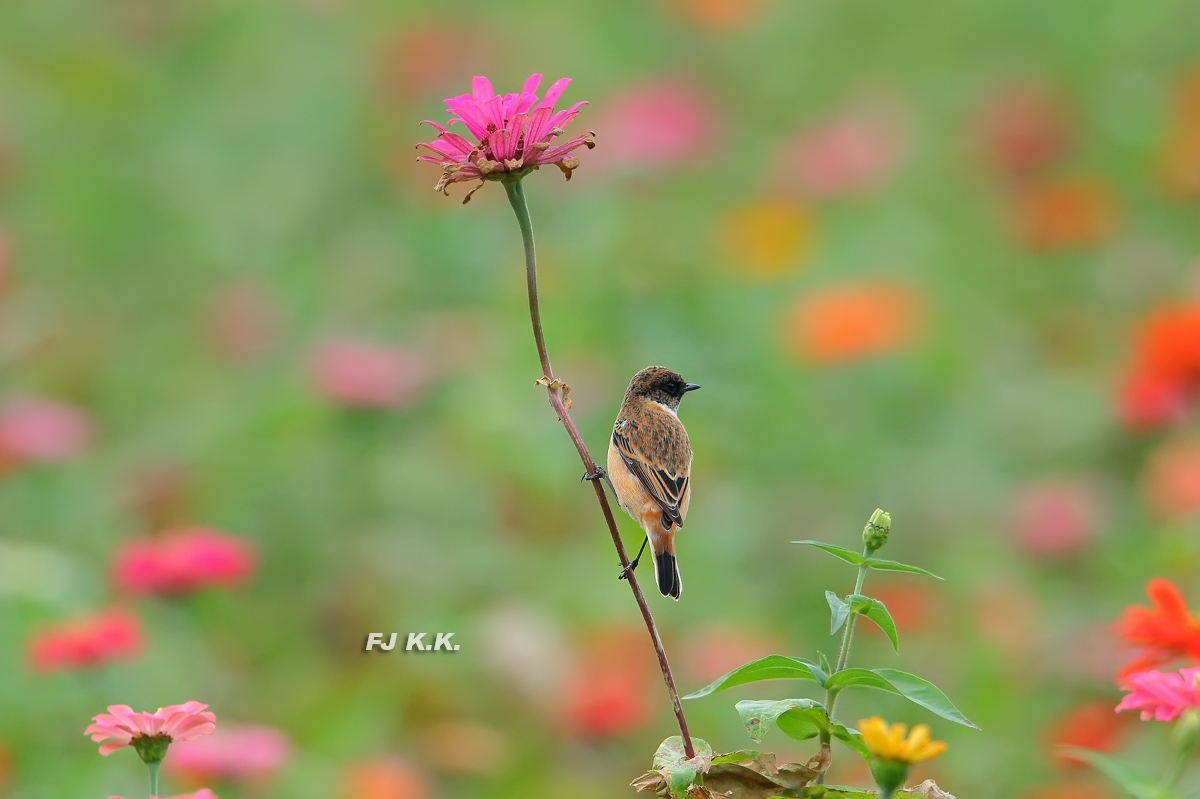 上传的图片