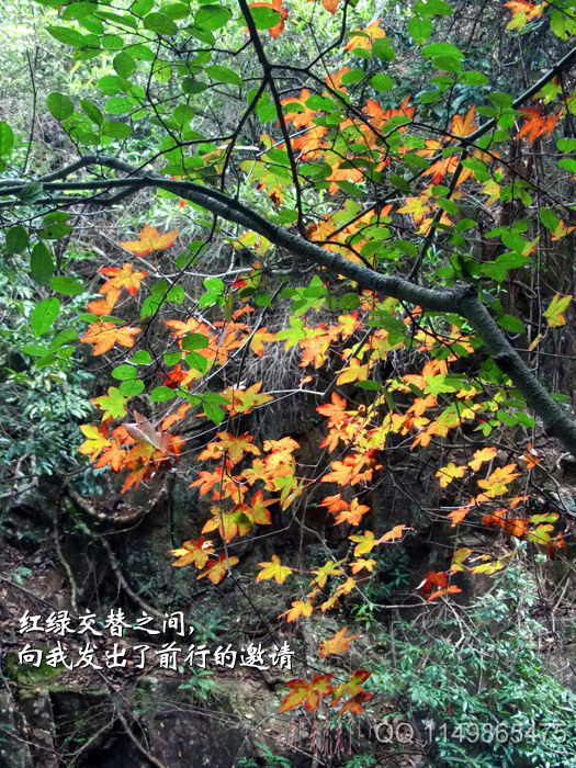 上传的图片