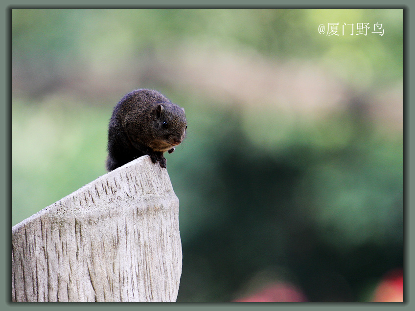 上传的图片
