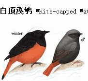 上传的图片