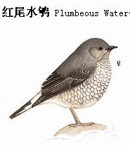 上传的图片