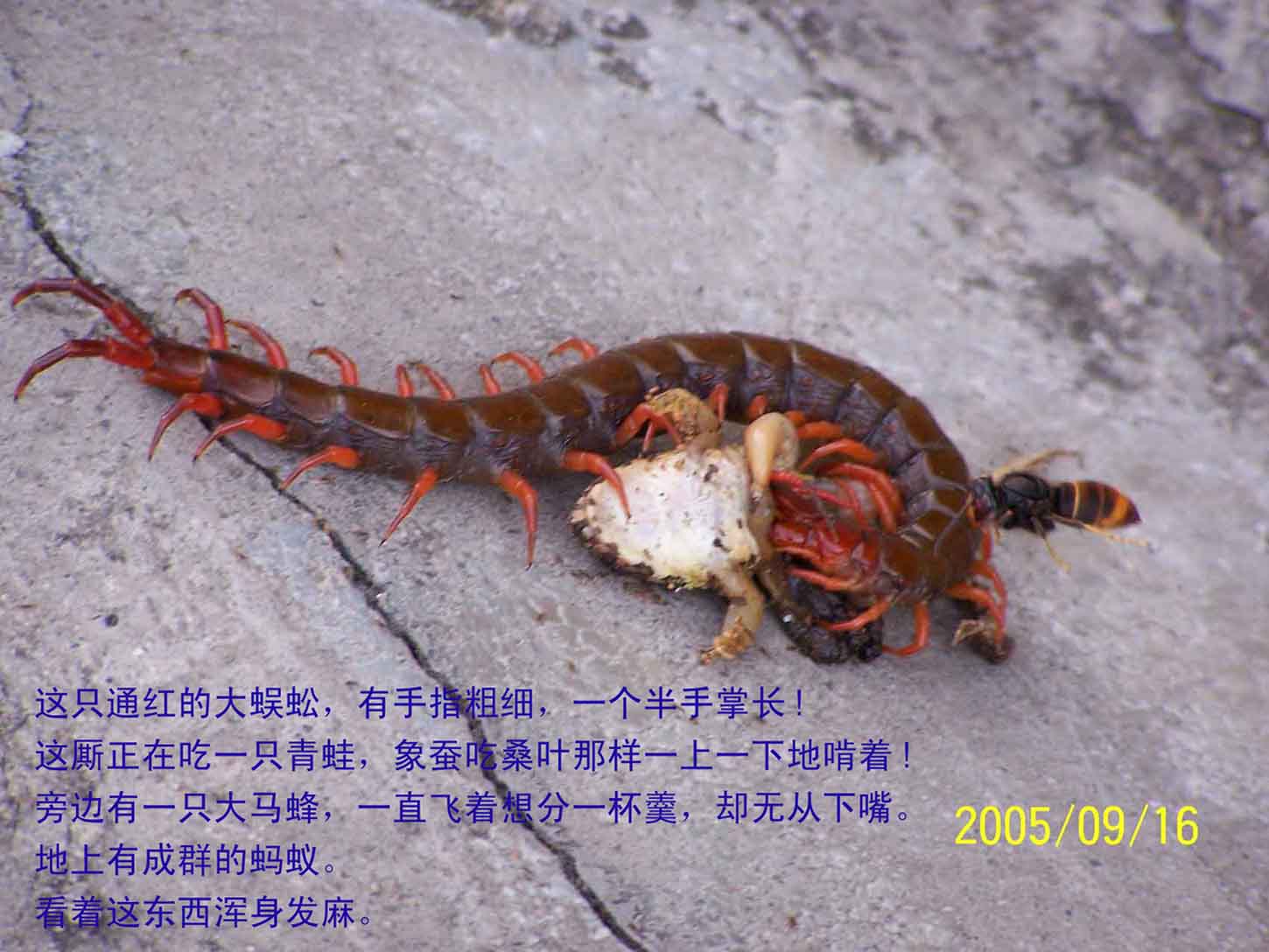 上传的图片