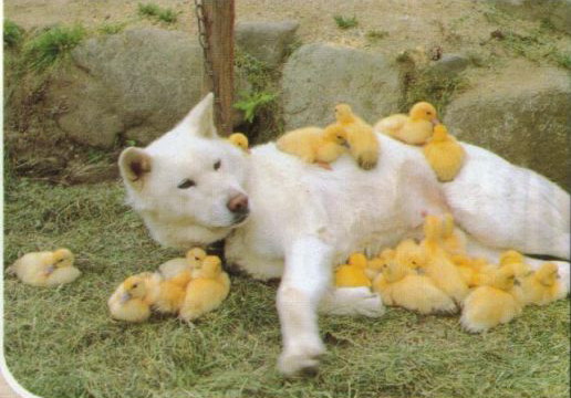 上传的图片