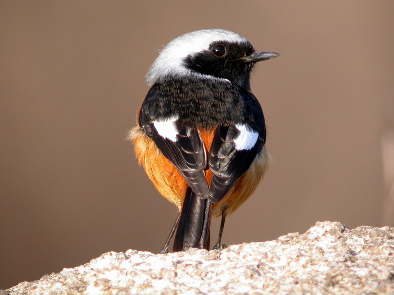 上传的图片