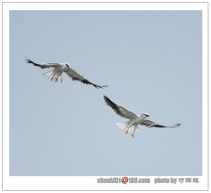 上传的图片