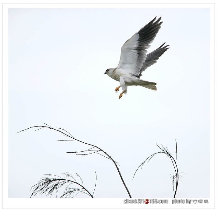 上传的图片
