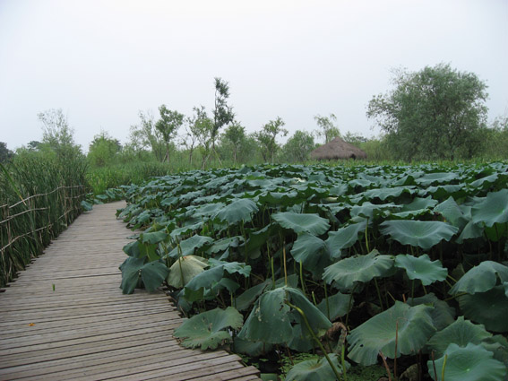 上传的图片