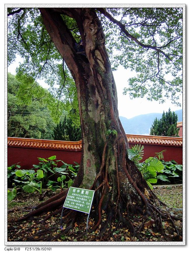 上传的图片