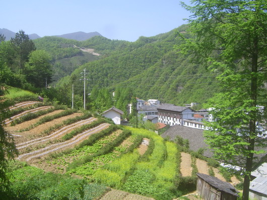 上传的图片