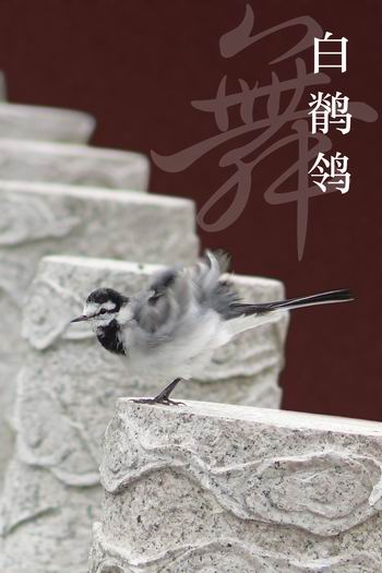上传的图片
