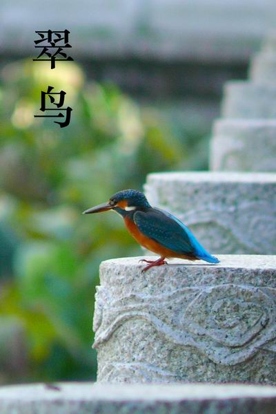 上传的图片