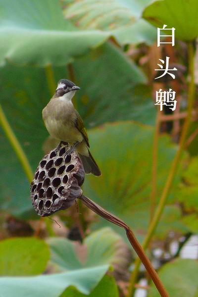 上传的图片