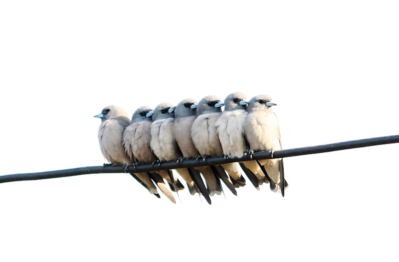 上传的图片