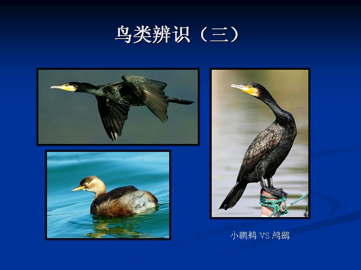 上传的图片