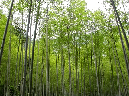 上传的图片
