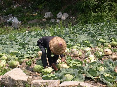 上传的图片