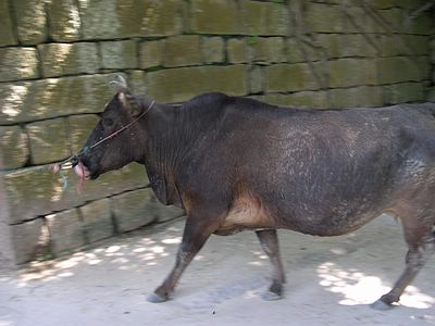 上传的图片