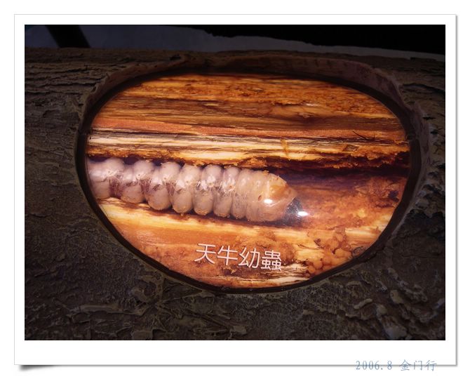 上传的图片