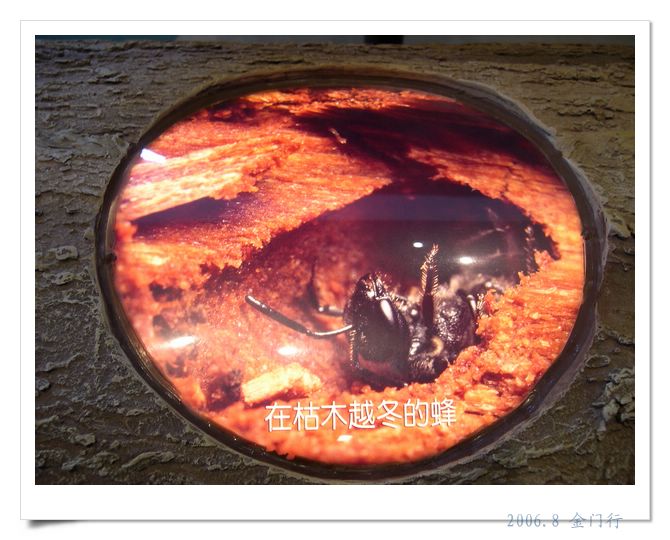 上传的图片