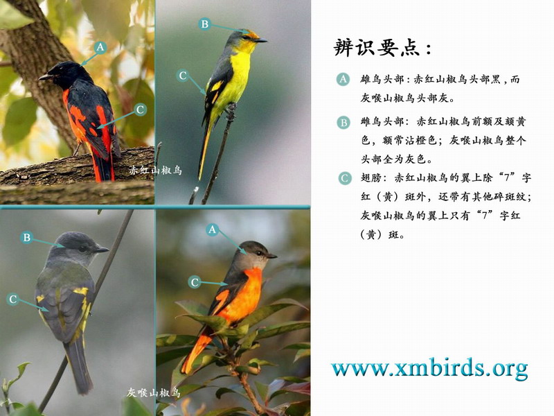 上传的图片