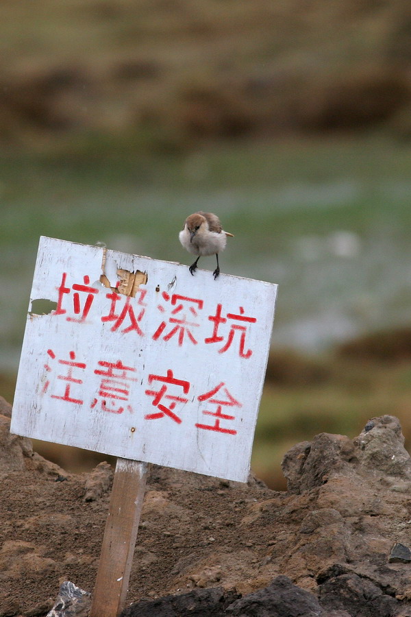上传的图片
