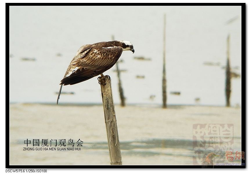 上传的图片