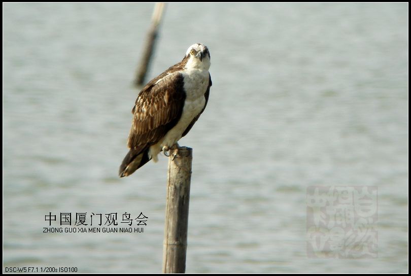 上传的图片