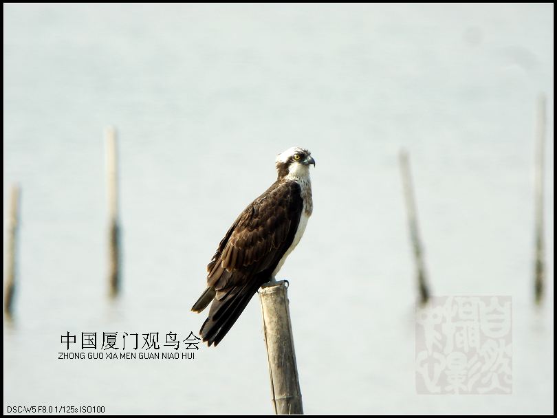 上传的图片