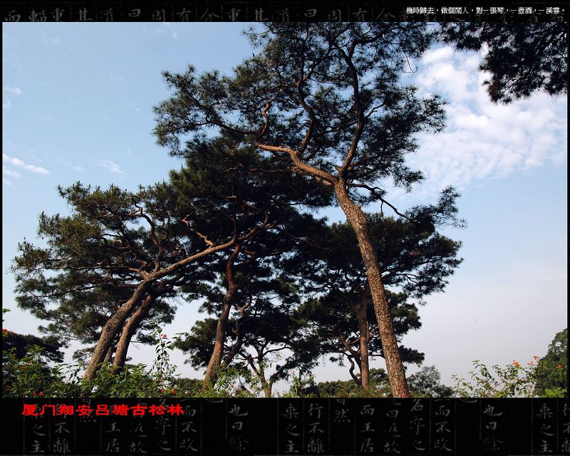 上传的图片