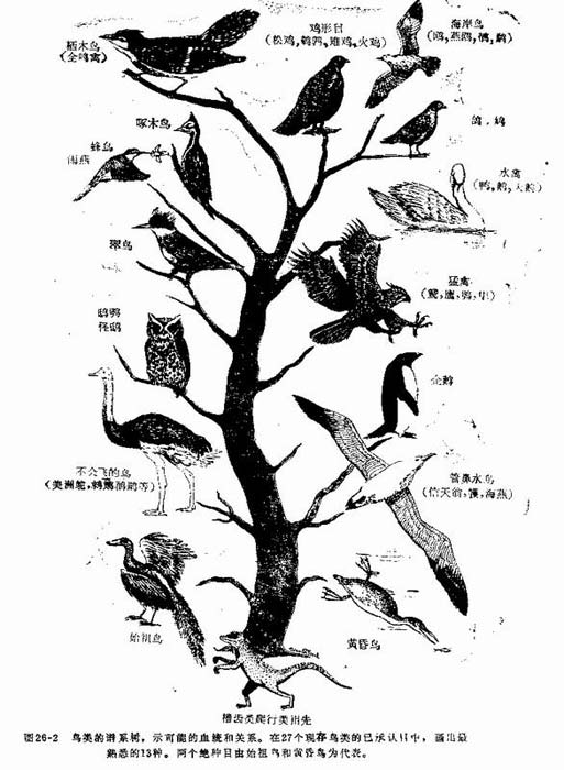 上传的图片