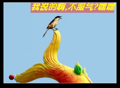 上传的图片