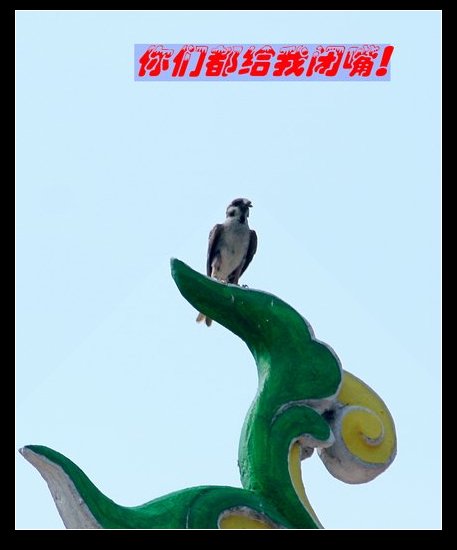 上传的图片