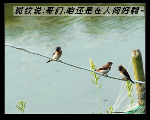 上传的图片