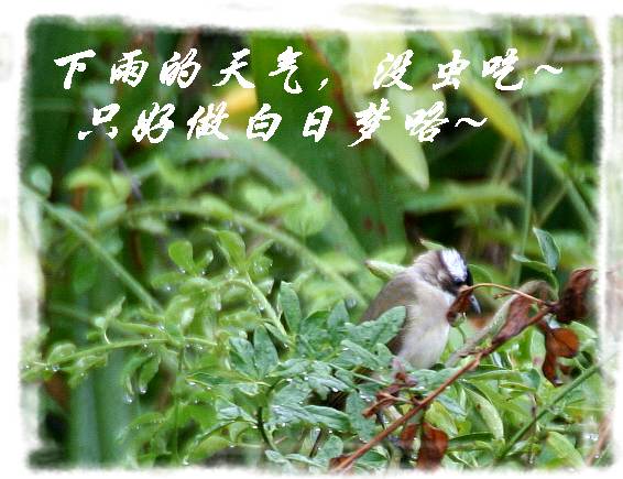 上传的图片