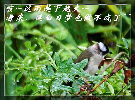 上传的图片